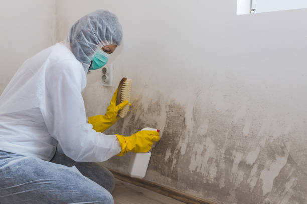 Best Mold Removal for HVAC Installations in West Bishop, CA